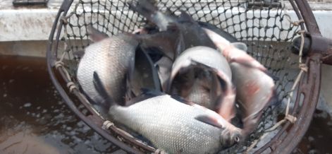 keszeg_1.jpg keszeg_1.jpg