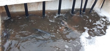 keszeg_2.jpg keszeg_2.jpg