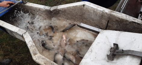 keszeg_3.jpg keszeg_3.jpg