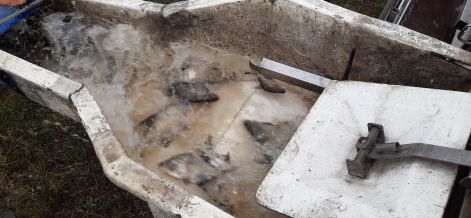 keszeg_5.jpg keszeg_5.jpg